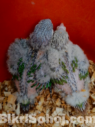 Hand Feed Conure Baby